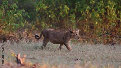 Lion cub playing with mother and walking photo