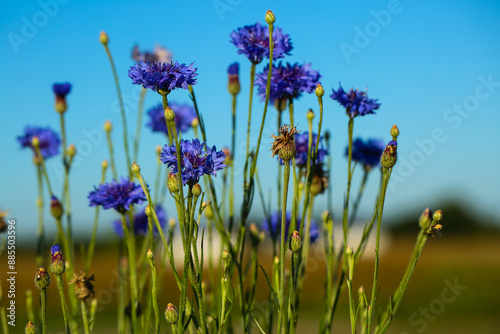 Kornblumen mit blauem Himmel
