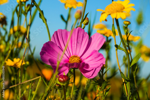 colorful flower meadow in summer; Mössinger summer meadow; wild flowers; colorful; diverse;