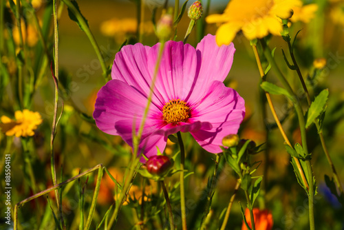 colorful flower meadow in summer; Mössinger summer meadow