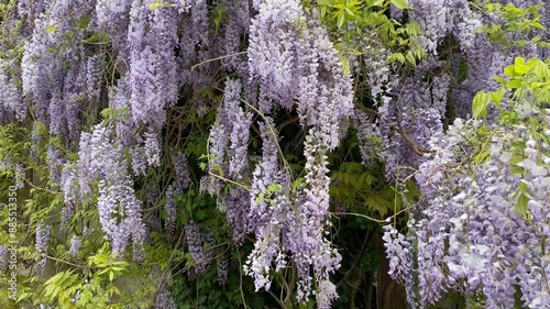 Wall of the building is covered with blooming wisteria. Flowering Wisteria in Nikita Botanical Garden in Crimea, one of the oldest botanical gardens in Europe. photo