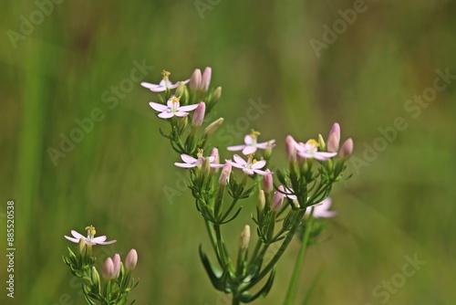 Echtes Tausendgüldenkraut (Centaurium erythraea). photo