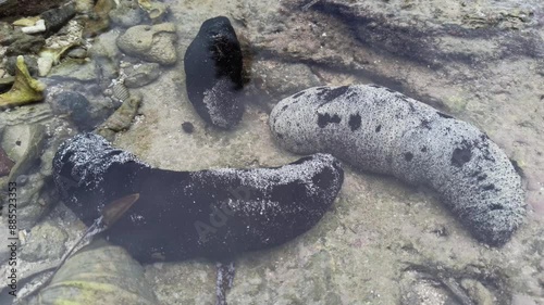 Black sea cucumbers are in sea water. 4K Indonesia sea cucumber, Holothuria atra.
