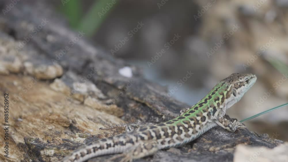 Italian wall lizard (Podarcis siculus) quickly runs away from wood log Italian wall lizard (Podarcis siculus) quickly runs away from wood log