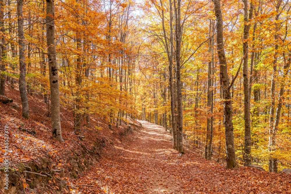 Fototapeta premium Outono - Serra da Estrela