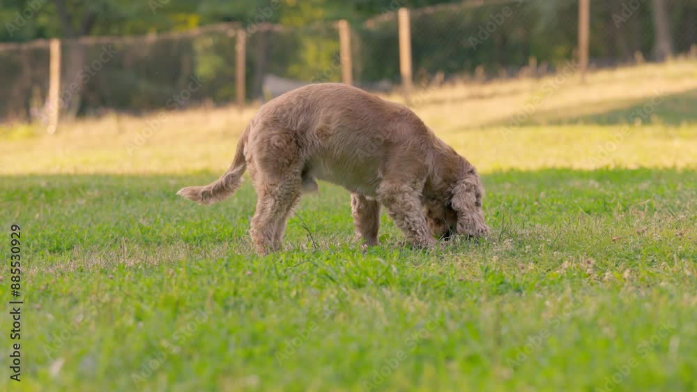 Dog English Cocker Spaniel Walking on Grass in Park, Slow Motion Dog English Cocker Spaniel Walking on Grass in Park, Slow Motion