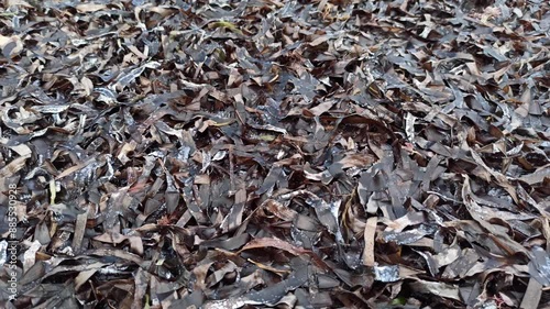 Dead seagrass algae in Indonesia.