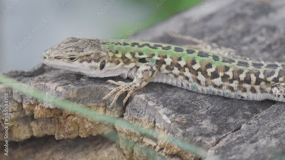 Italian wall lizard (Podarcis siculus) lying on wooden log Italian wall lizard (Podarcis siculus) lying on wooden log