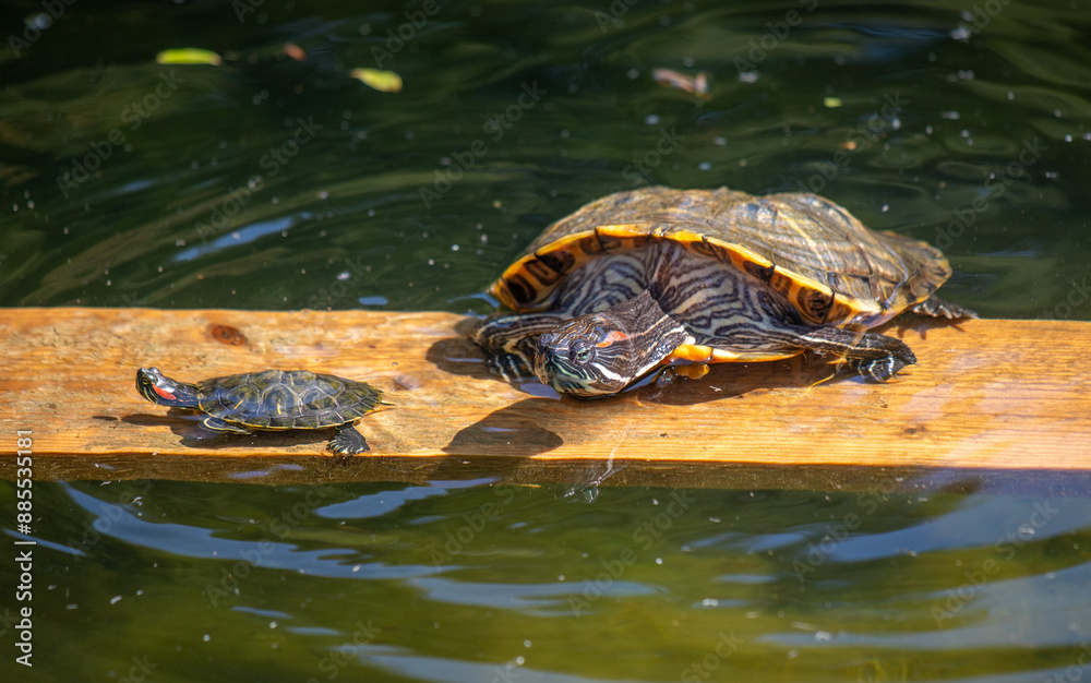 A red-eared turtle swims in a pond, basking in the sun. A red-eared turtle swims in a pond, basking in the sun.