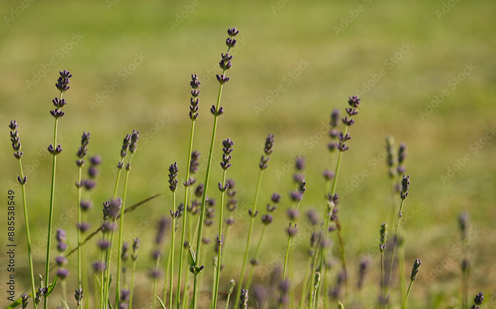 Bright purple branches of lavender on a blurry background of awakening spring nature Bright purple branches of lavender on a blurry background of awakening spring nature
