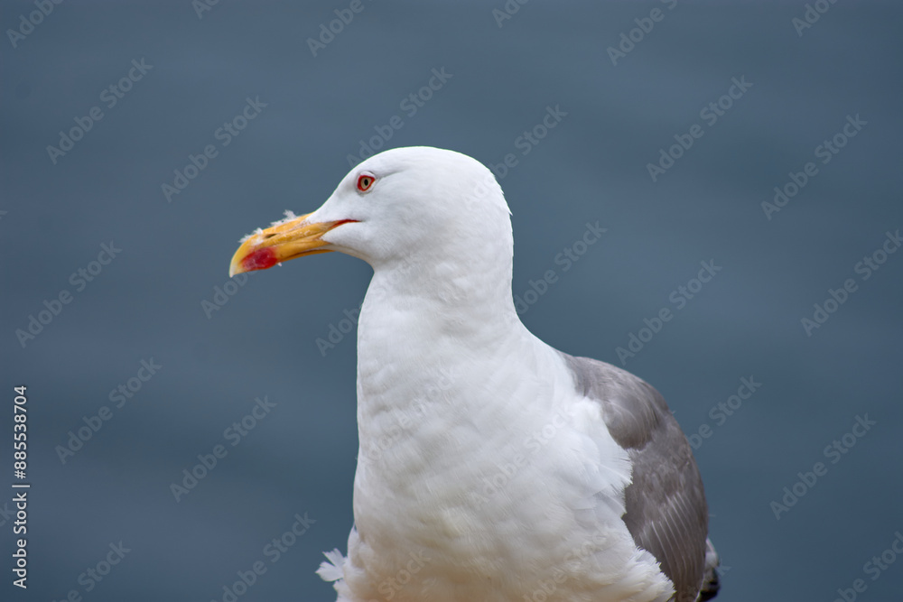 Closeup of Yellow-legged Gull with its red eye ring on the Cies Islands Closeup of Yellow-legged Gull with its red eye ring on the Cies Islands