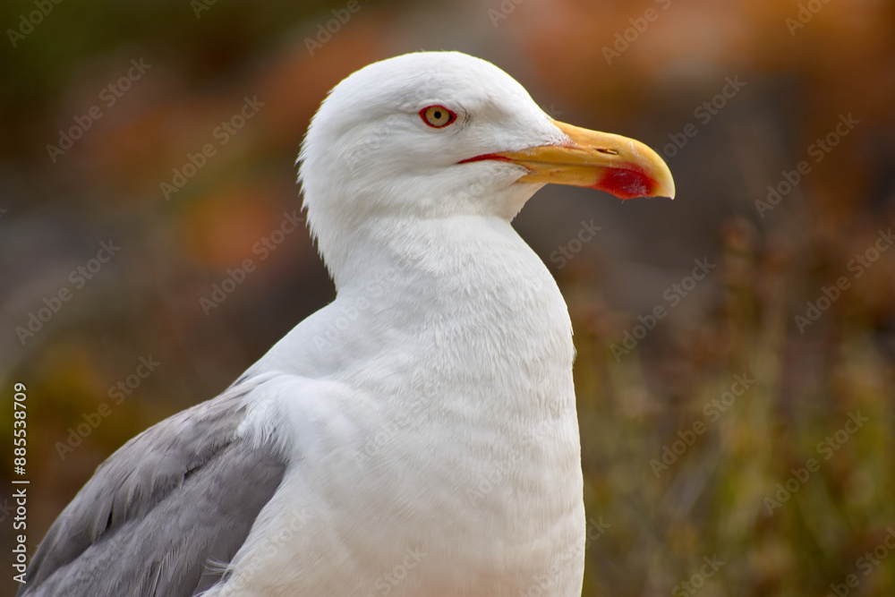 Closeup of Yellow-legged Gull with its red eye ring on the Cies Islands Closeup of Yellow-legged Gull with its red eye ring on the Cies Islands