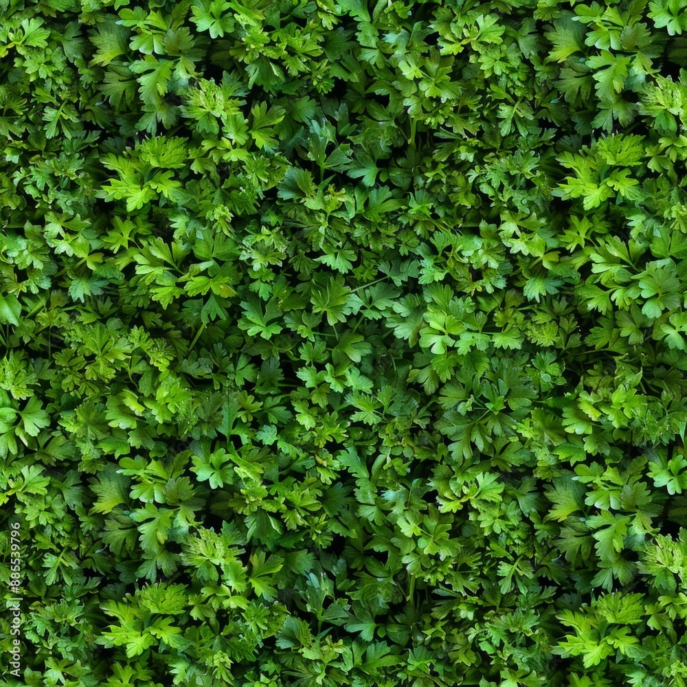 Green parsley texture background, petroselinum crispum leaves pattern, fresh herbal leaves banner Green parsley texture background, petroselinum crispum leaves pattern, fresh herbal leaves banner