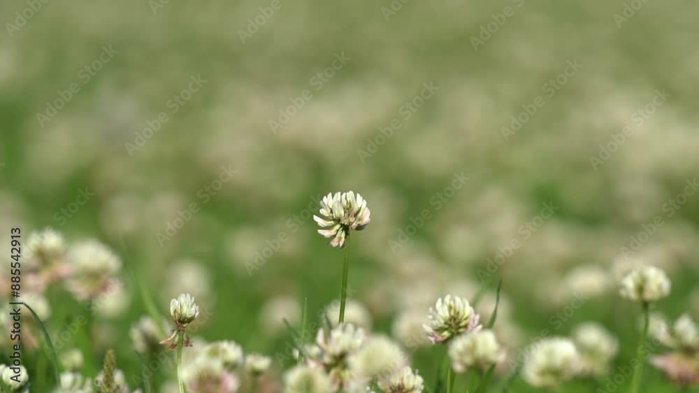 flowers in the grass in the morning with slow wind in slow motion flowers in the grass in the morning with slow wind in slow motion