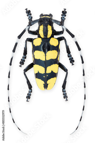 Inesct beetle collection: Anoplophora horsfieldi Hope, 1842 