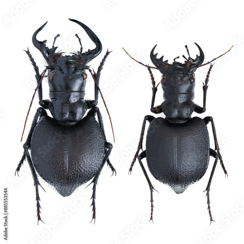 Inesct beetle collection: Manticora latipennis Waterhouse, 1837 photo