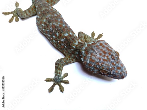 lizard gecko on white background