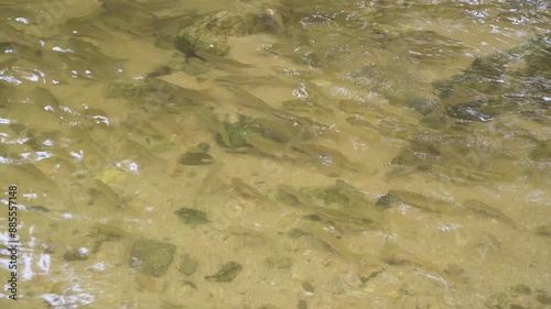 A school of fish in the stream, tropical forest in Chae Son National Park, Lampang, Thailand