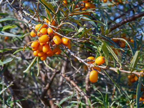 Hippophae rhamnoides, also known as sea-buckthorn