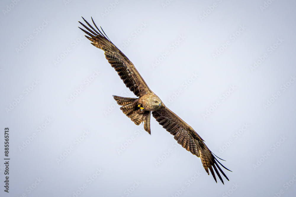 Fototapeta premium eagle in flight