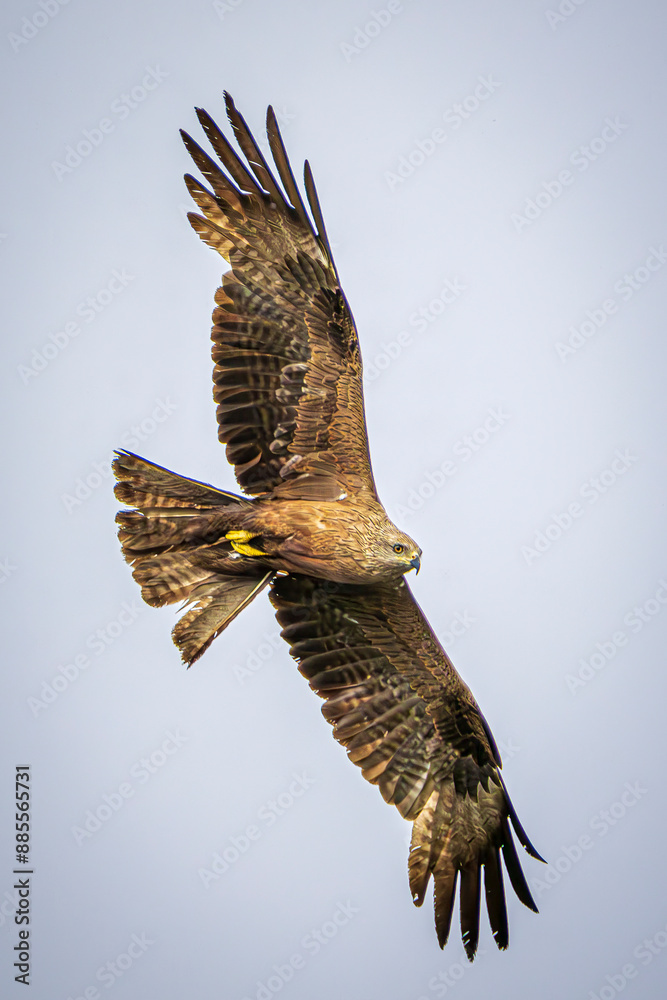 Fototapeta premium eagle in flight