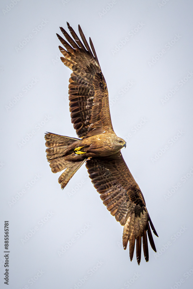 Fototapeta premium eagle in flight