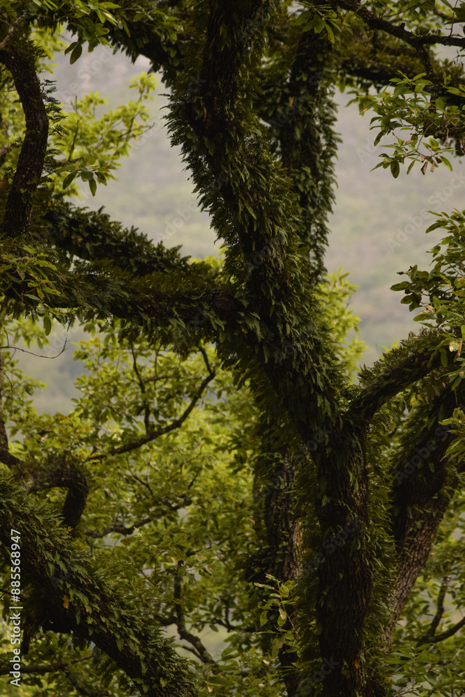 Fototapeta premium Árbol en medio de la selva lleno de vegetación en sus ramas, Mexico.