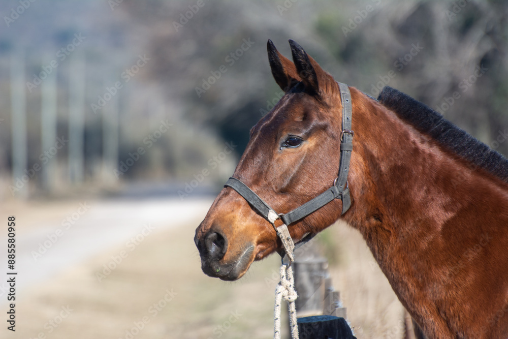 Primer plano a cabeza caballo criollo Alazan, de fondo campo pampa argentina. Primer plano a cabeza caballo criollo Alazan, de fondo campo pampa argentina.