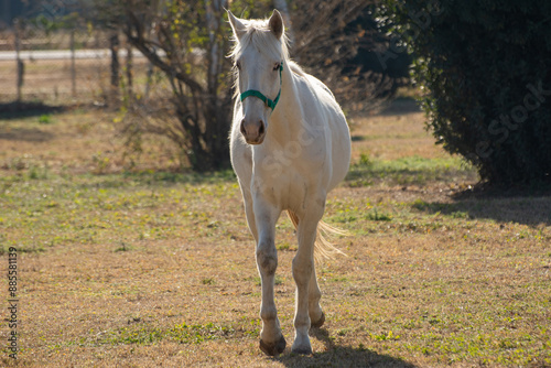 Hermoso caballo blanco defrente, cuerpo completo, figura imponente, de fondo campo de la pampa Argentina photo