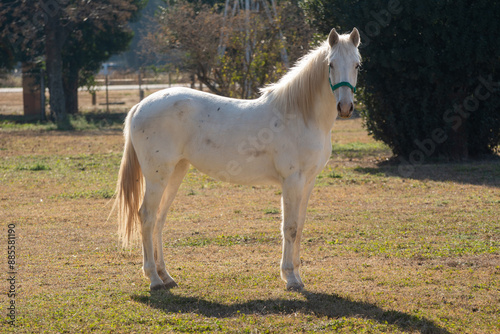 Hermoso caballo blanco de perfil, cuerpo completo, figura imponente, de fondo campo de la pampa Argentina