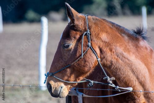 Primer plano a cabeza caballo criollo Alazan, de fondo campo pampa argentina.