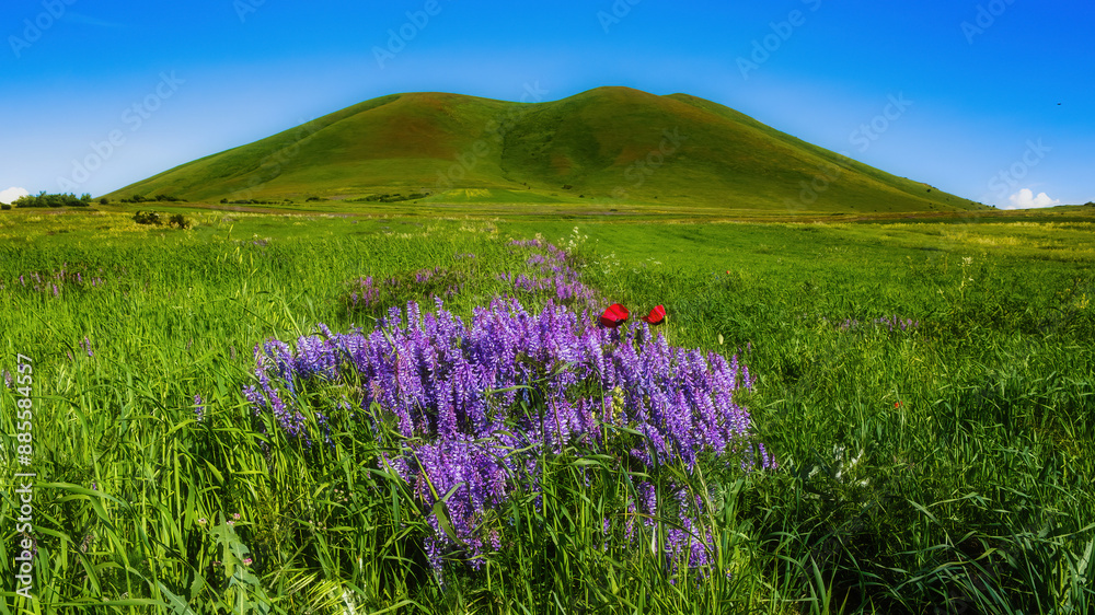 Fototapeta premium lavender field in the mountains