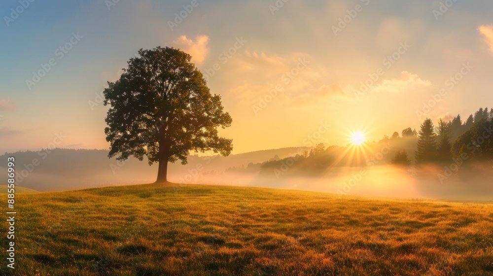 Sunrise Over a Foggy Meadow with a Solitary Tree Sunrise Over a Foggy Meadow with a Solitary Tree