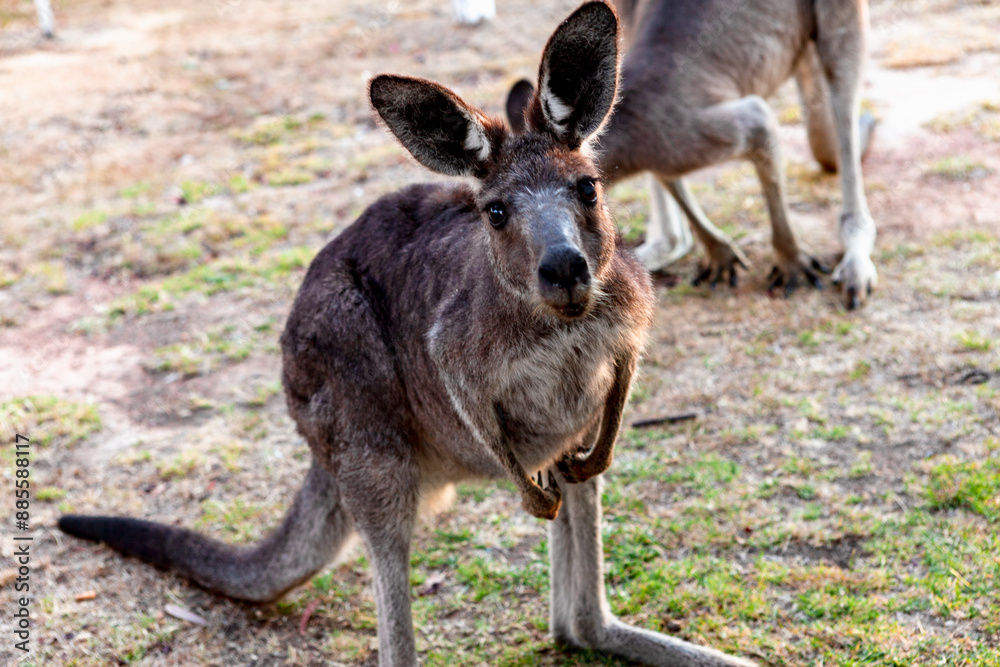 Canberra(Kanbarra), Australian Capital Territory, Australia