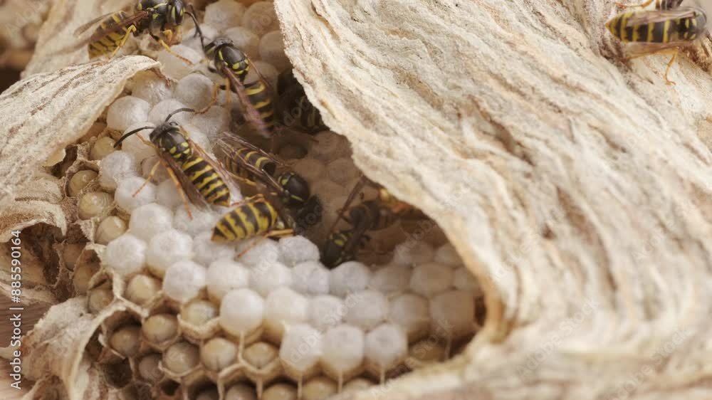 wasp honeycombs, Natural bees nest, insect habitat with larvae, wasp eggs, life cycle Vespula vulgaris, potential hazard
