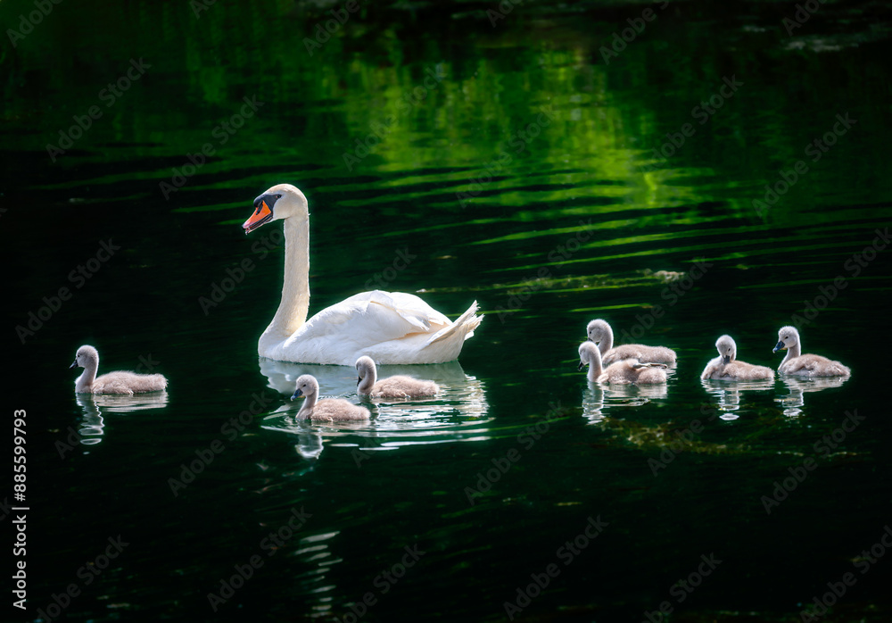 Swan family swimming in the water