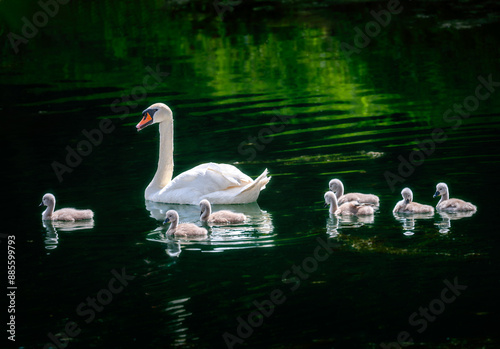 Obraz na płótnie Swan family swimming in the water w salonie