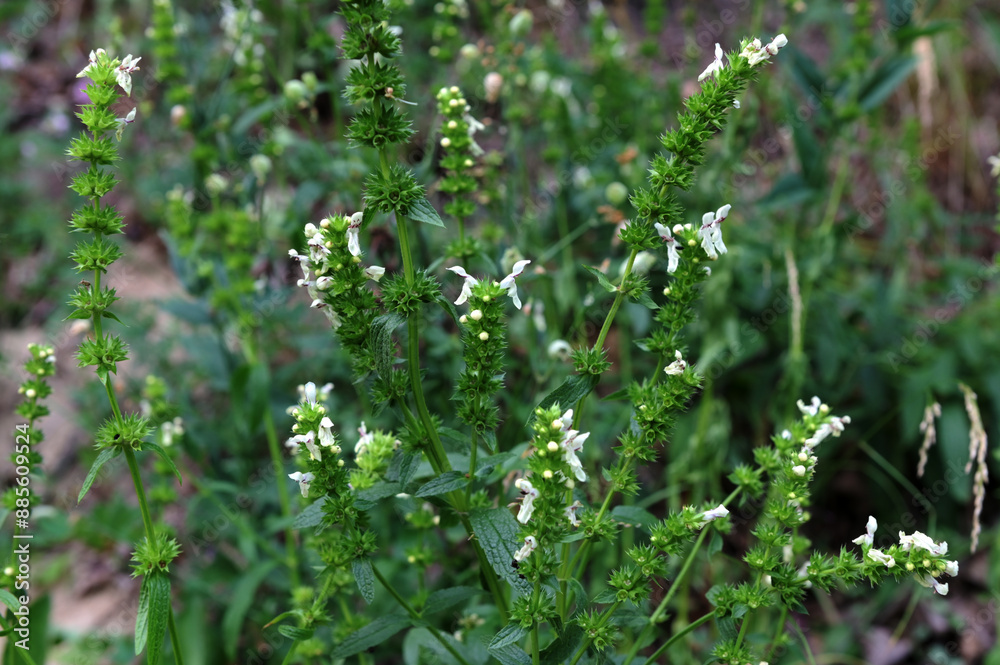 Closeup of stiff hedgenettle flowers (Stachys recta) Closeup of stiff hedgenettle flowers (Stachys recta)