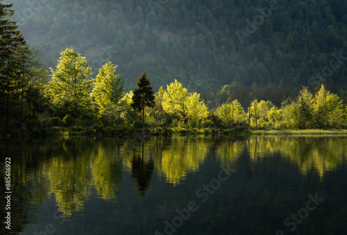 Green trees reflected in calm water while lit from behind during sunset