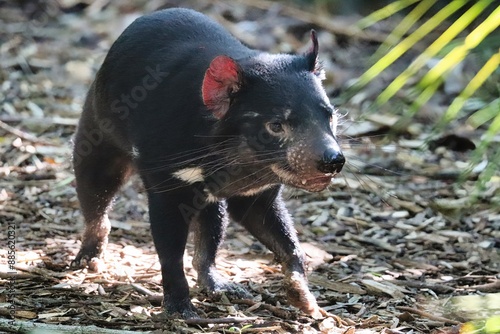 Tasmanian Devil, Australia photo