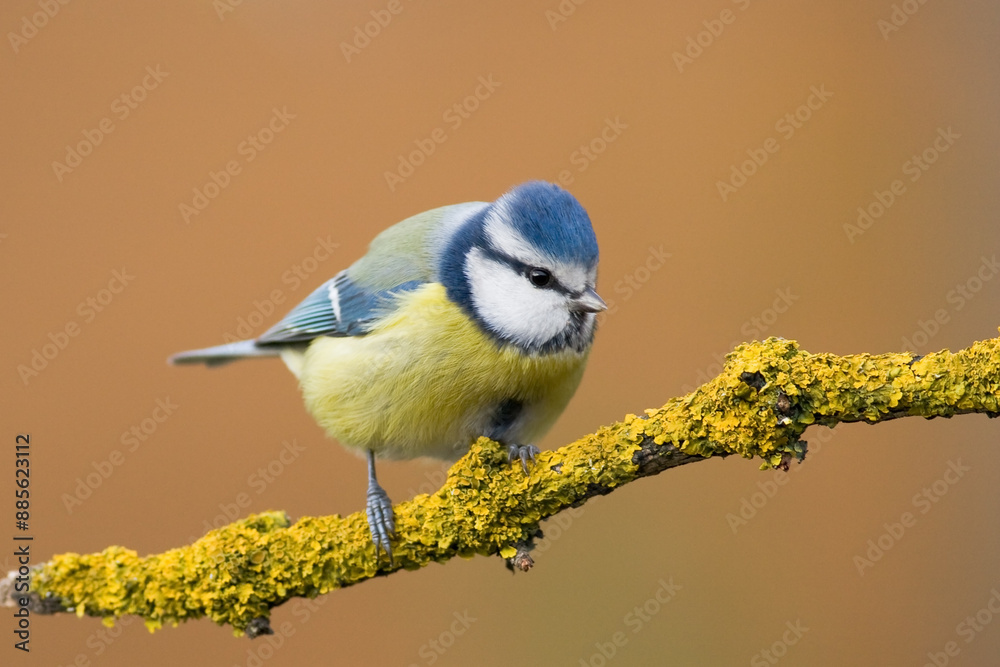 Obraz premium Bird - Blue Tit ( Cyanistes caeruleus ) perched on tree winter time small bird on blurred background