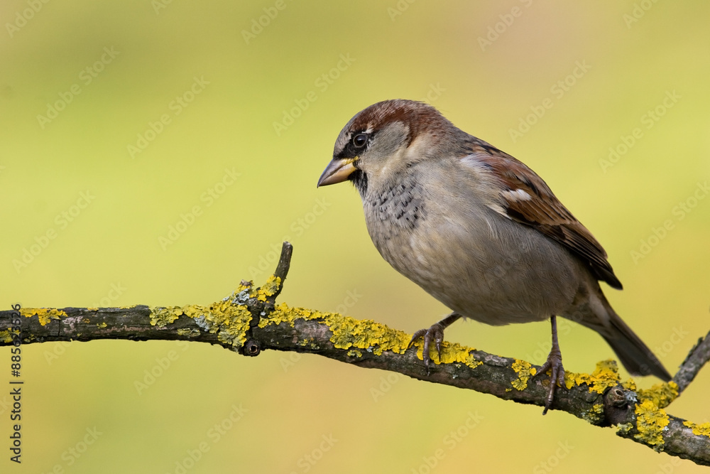 Bird - House sparrow Passer domesticus sitting on the branch Bird - House sparrow Passer domesticus sitting on the branch