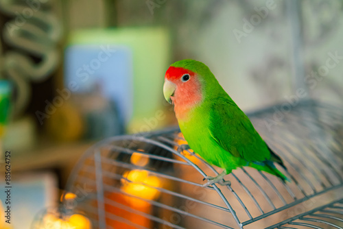 Cute lovebird parrot.pet african parrot.caring for animals.cute video.Funny parrots.Home pet parrot.The best birds.Beautiful photo of a bird.Ornithology.caring for the animal.bird pet.funny photo. 