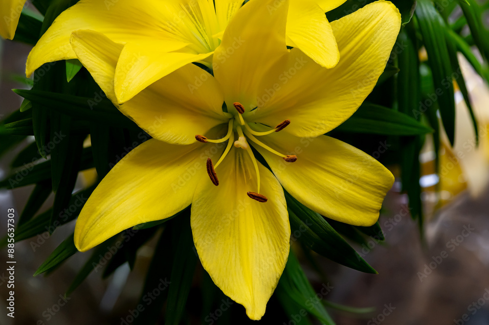 Fototapeta premium pretty yellow lilium flowers