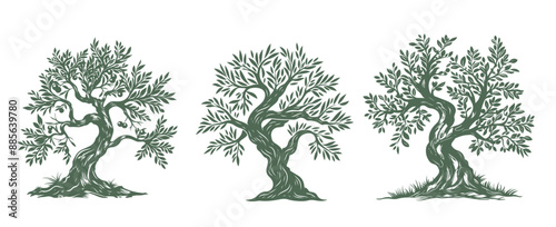 Olive tree, hand drawn style.	
