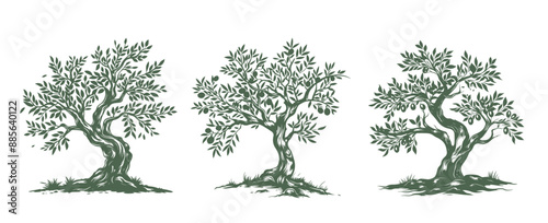 Olive tree, hand drawn style.	
