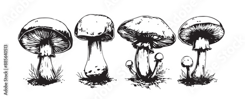 Mushrooms hand drawn set