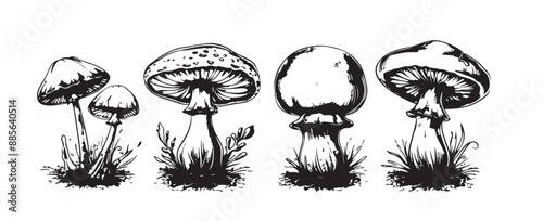 Mushrooms hand drawn set