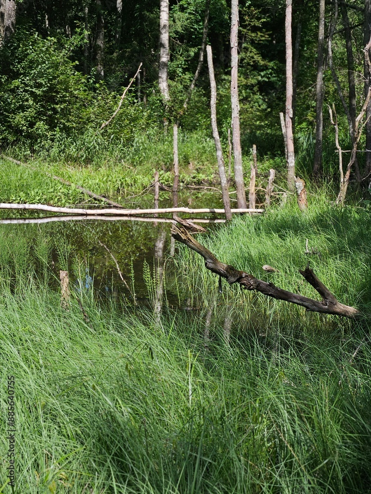 Fototapeta premium lake