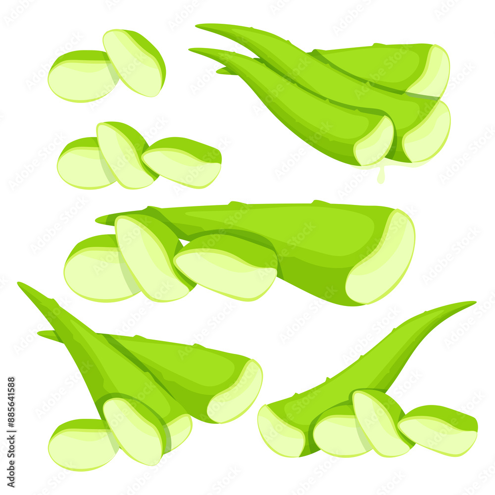 Set of green vector cut leaves and cut pieces of medicinal aloe vera succulent Set of green vector cut leaves and cut pieces of medicinal aloe vera succulent